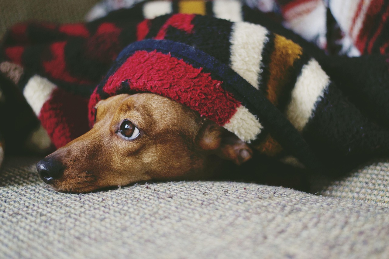 Bauchschmerzen und Verdauungsbeschwerden beim Hund