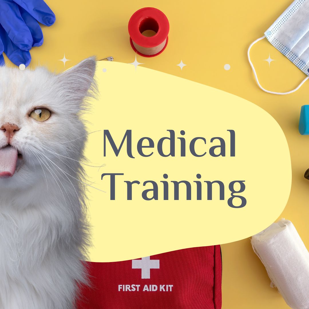 medical-training-clicker-cat-club-3-monate-katzentraining