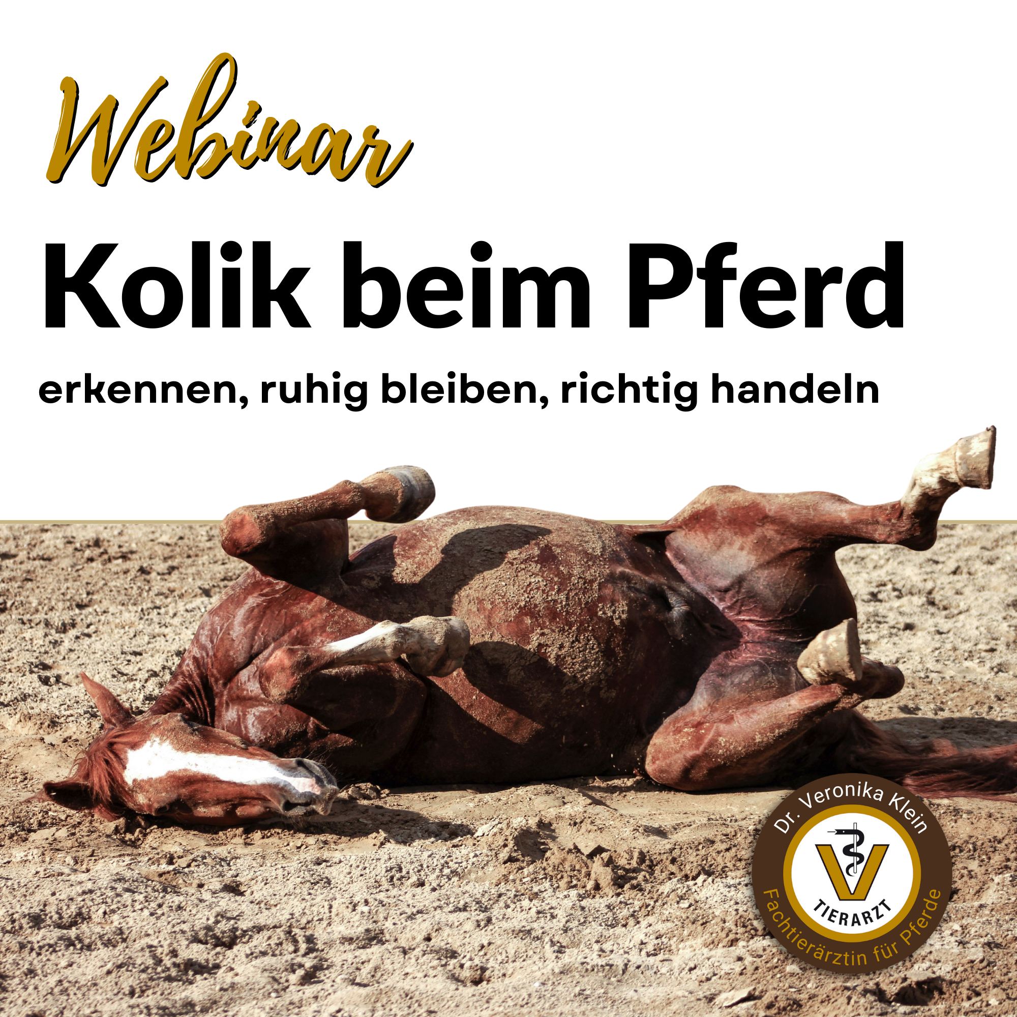 Webinar - Kolik beim Pferd erkennen, ruhig bleiben, richtig handeln