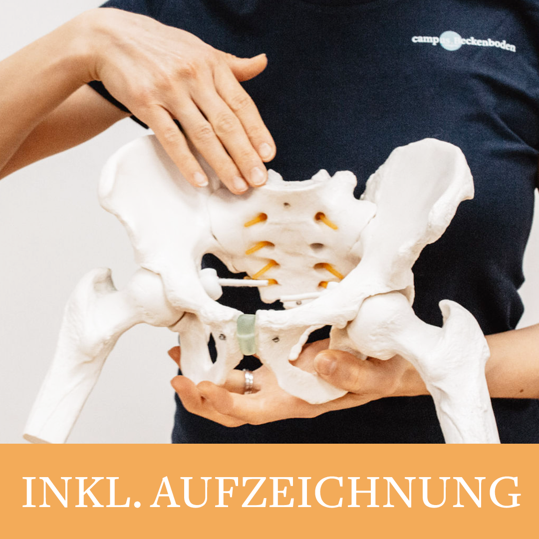 Hände halten und zeigen auf ein Beckenbodenmodell