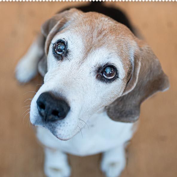 banner-alte_hunde_1 (1)-592x592.jpg