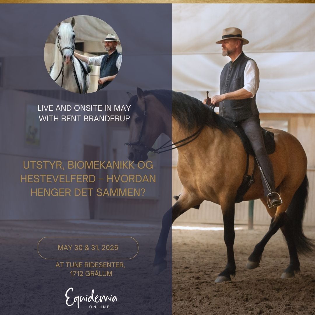 Webinar einladung (Instagram Post) (1)-1080x1080.jpg