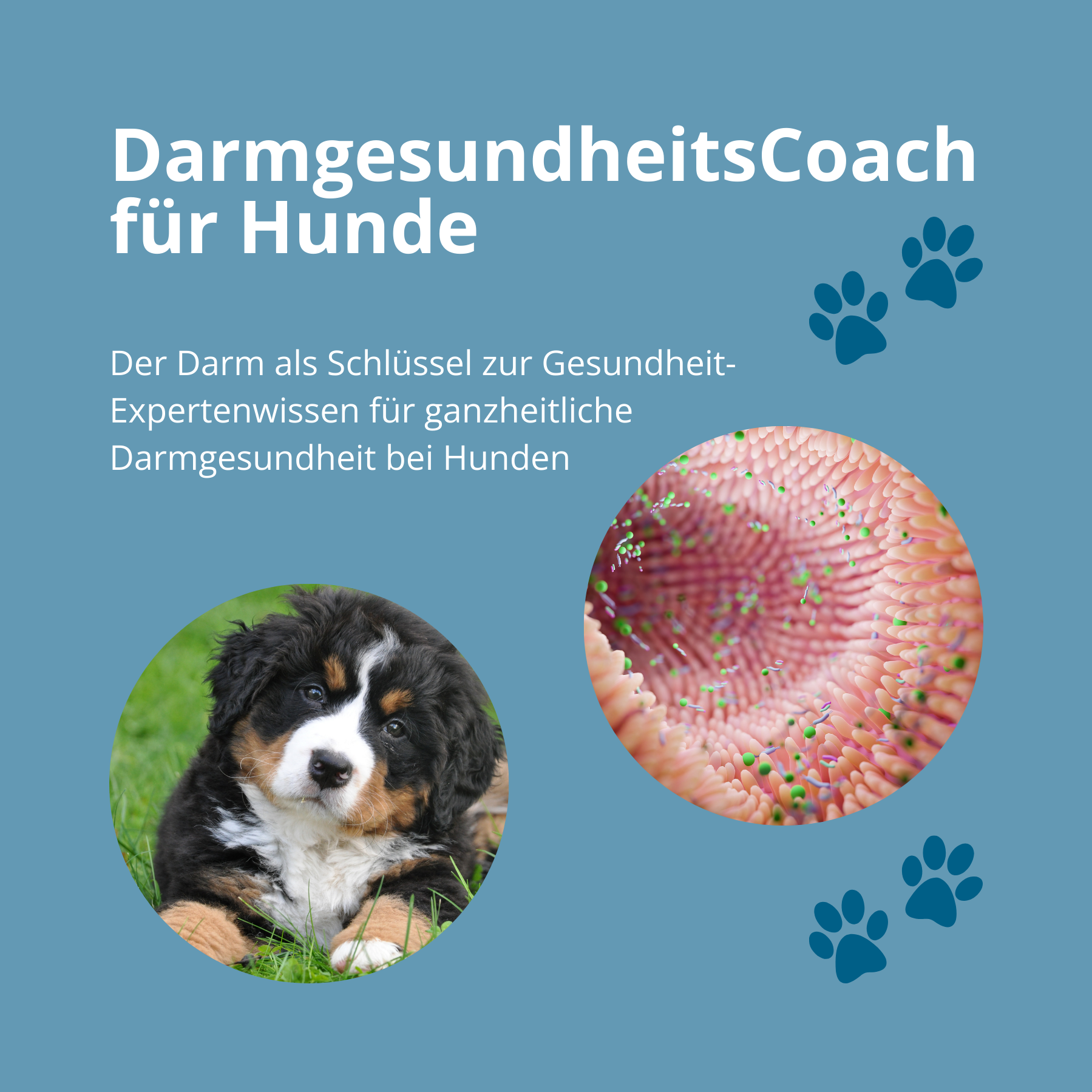 Bild DarmgesundheitsCoach (1800x 1800 px)-1799x1799.png