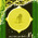 digital-icon