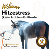 WEbinar Hitzestress - Pferd wird auf dem Bild abgespritzt