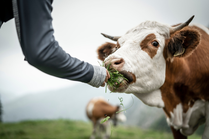 Hand, die einer Kuh frisches Gras füttert