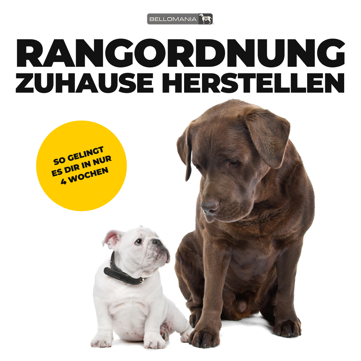 Rangordnung in 4 Wochen Cover V4-1200x1200.png