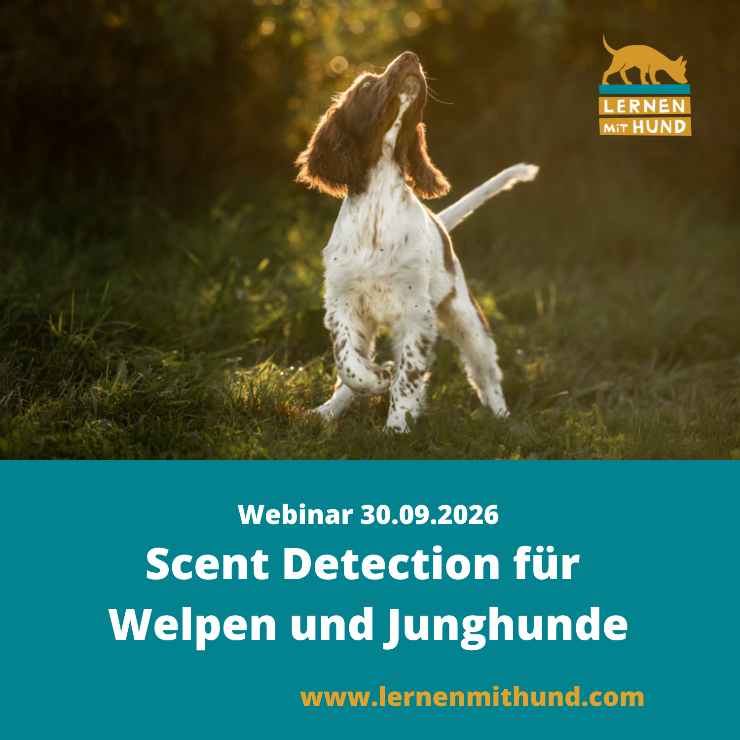 Webinar Scent Detection für Welpen und Junghunde (2)-1500x1500.png
