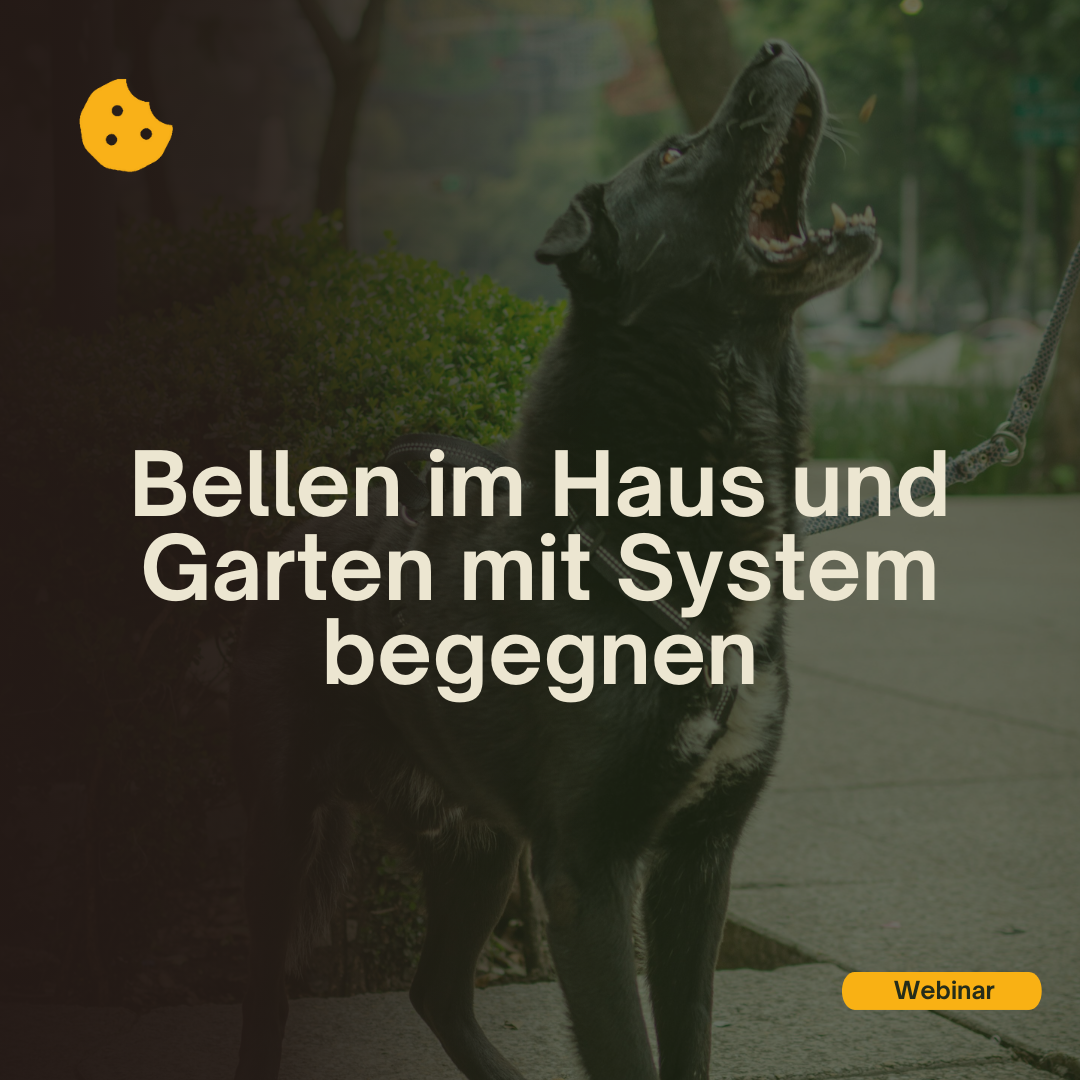 Bellen im Haus und Garten mit System begegnen Webinar