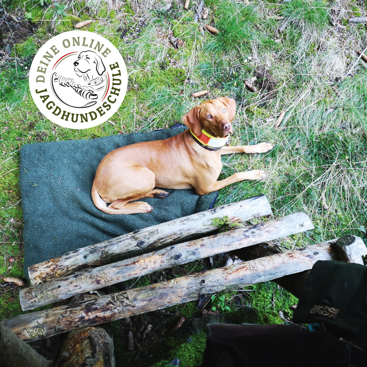 grundausbildung-titelbild-online-jagdhundeschule-elopage-1488x1488.jpg