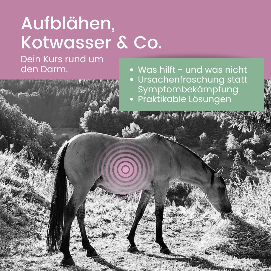 Magen, Lunge & Muskel Insta (Instagram Post) (5)-1080x1080.jpg