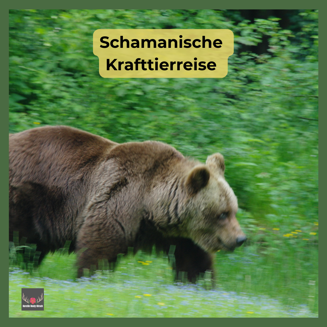 banner webinar Krafttier/ Bär von links