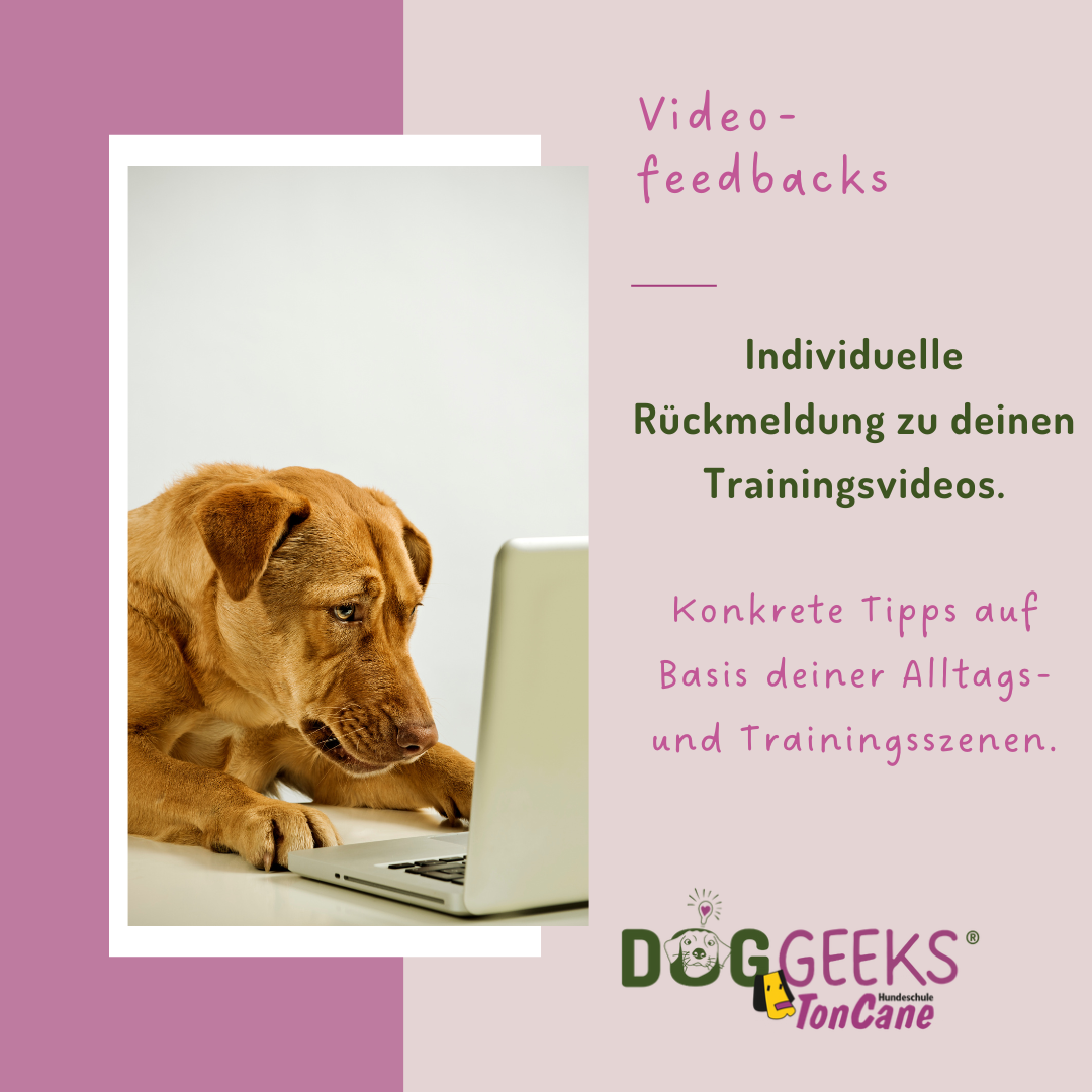 Videofeedbacks