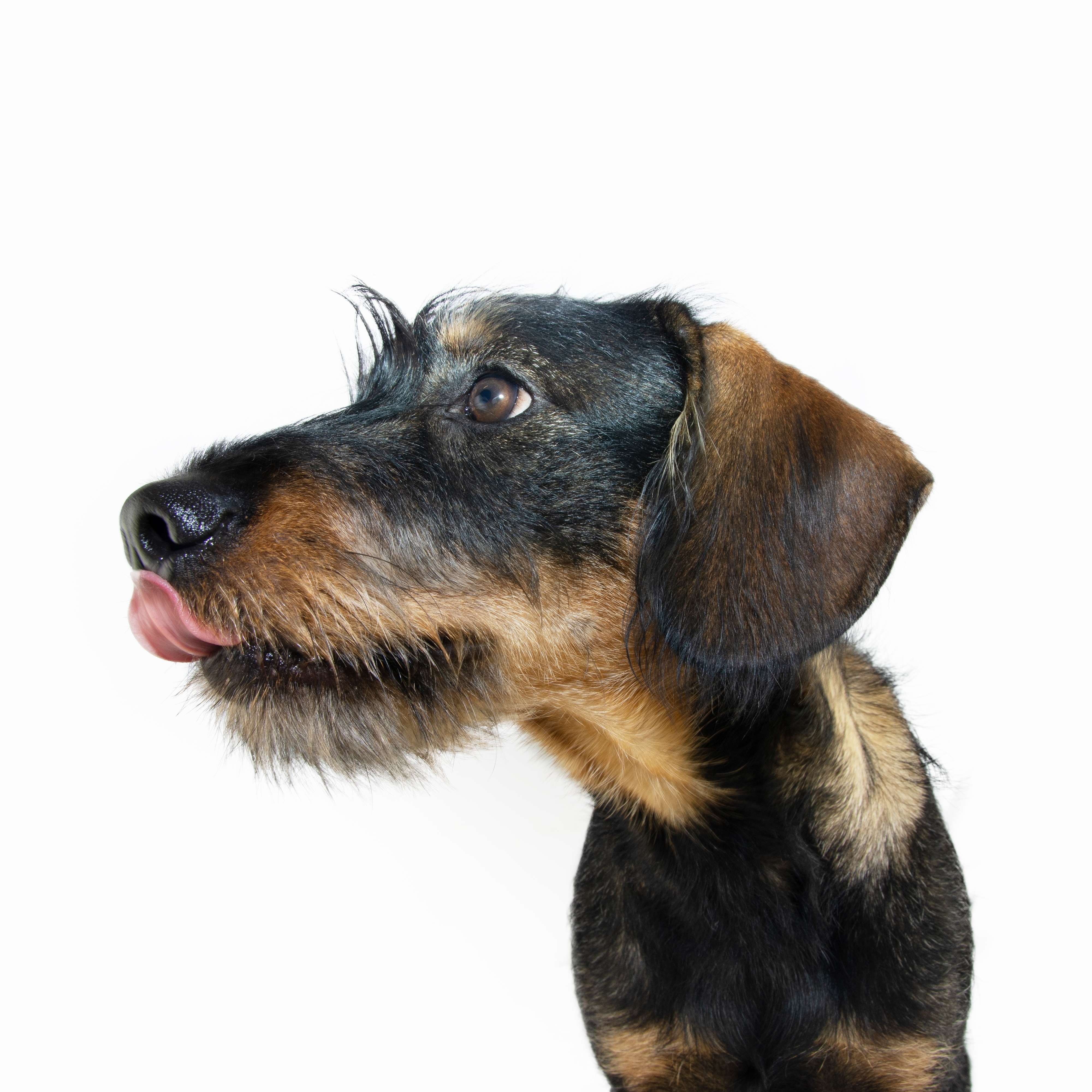 shutterstock_2236112133-4000x4000.jpg