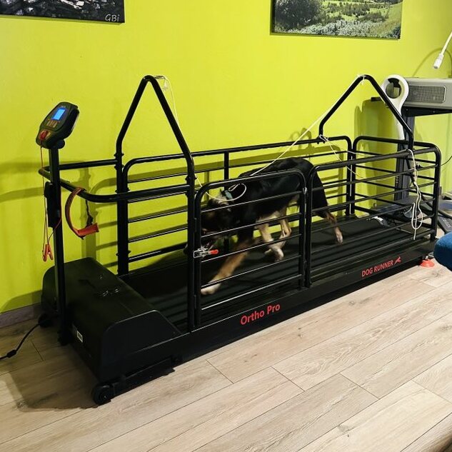 Laufband-633x633.jpg
