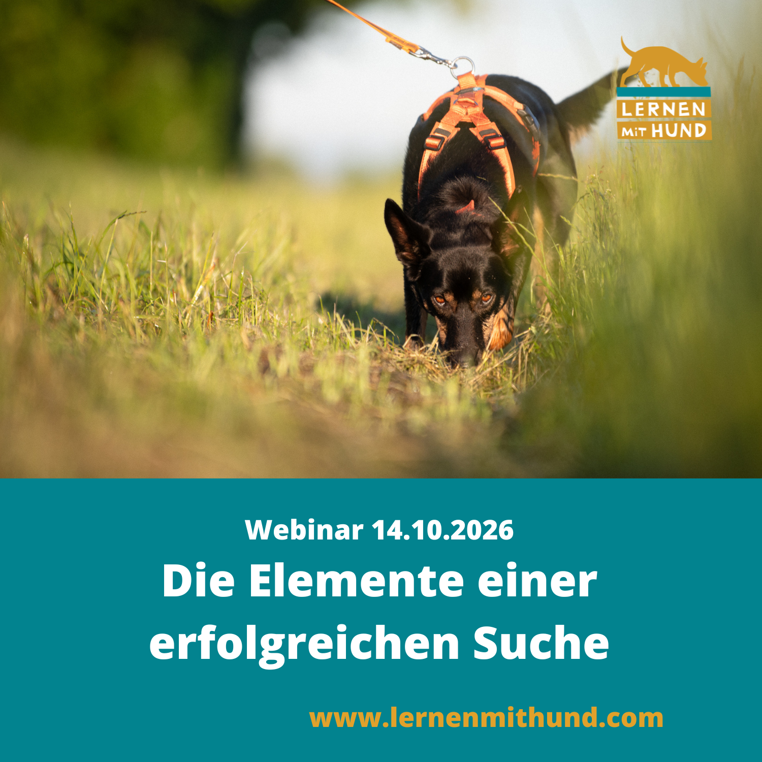 Kopie von Webinar Scent Detection für Welpen und Junghunde-1500x1500.png
