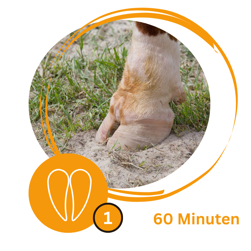 Logo-Kurs Klauengesundheit_1_60 Minuten