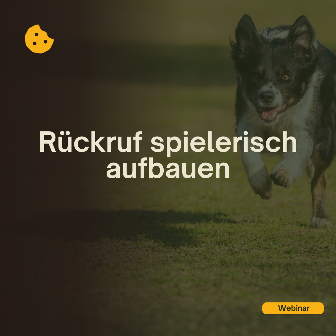 RückrufSpielendAufbauenWebinar_Cover-1080x1080.png