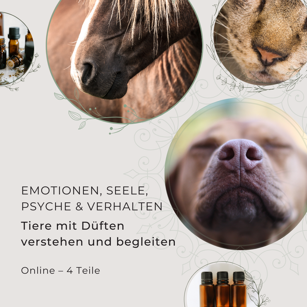 Emotionen, Seele, Psyche & Verhalten – Tiere mit Düften verstehen und begleiten
