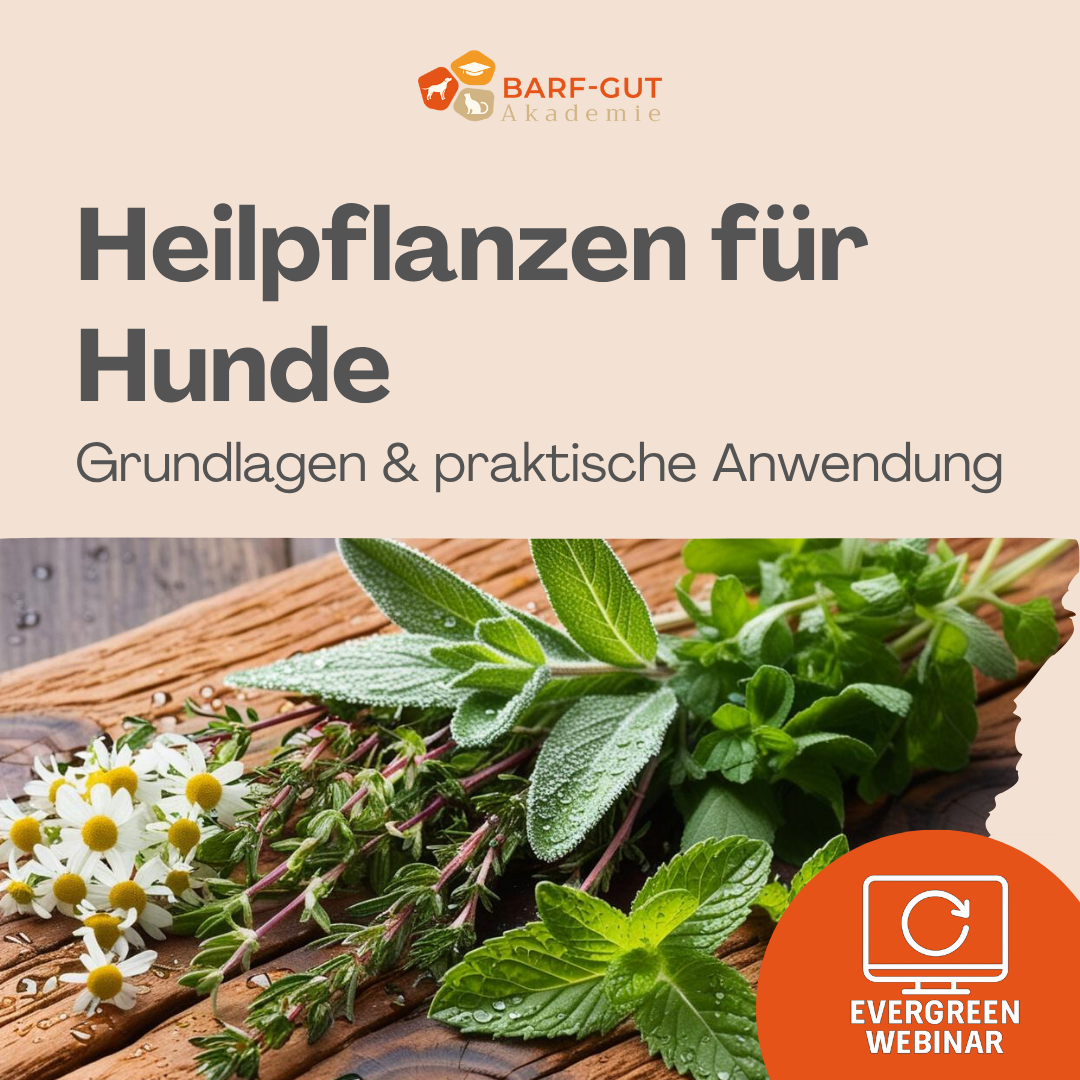 Heilpflanzen-1080x1080.png