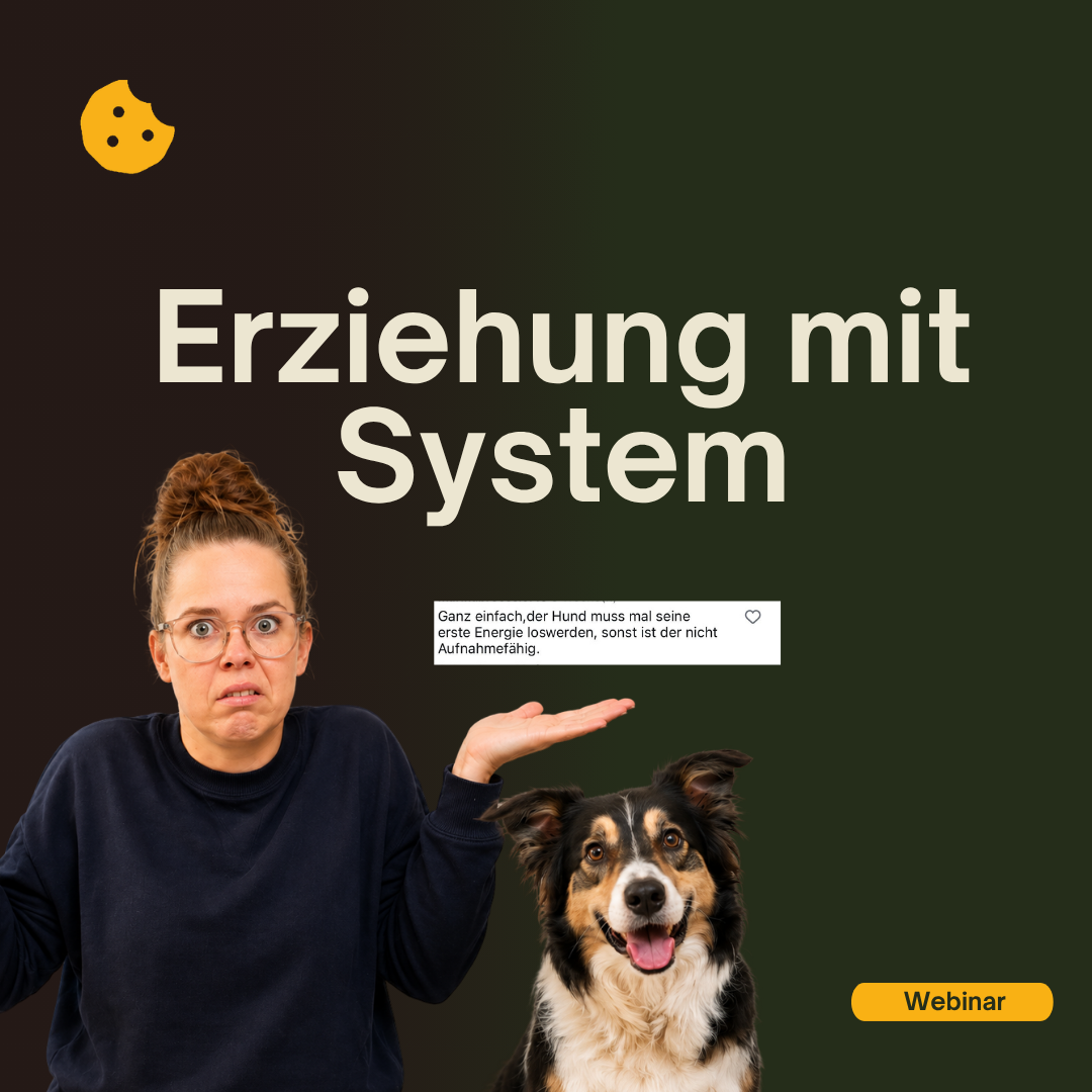 Thumbnails Abelfy-33-1080x1080.png