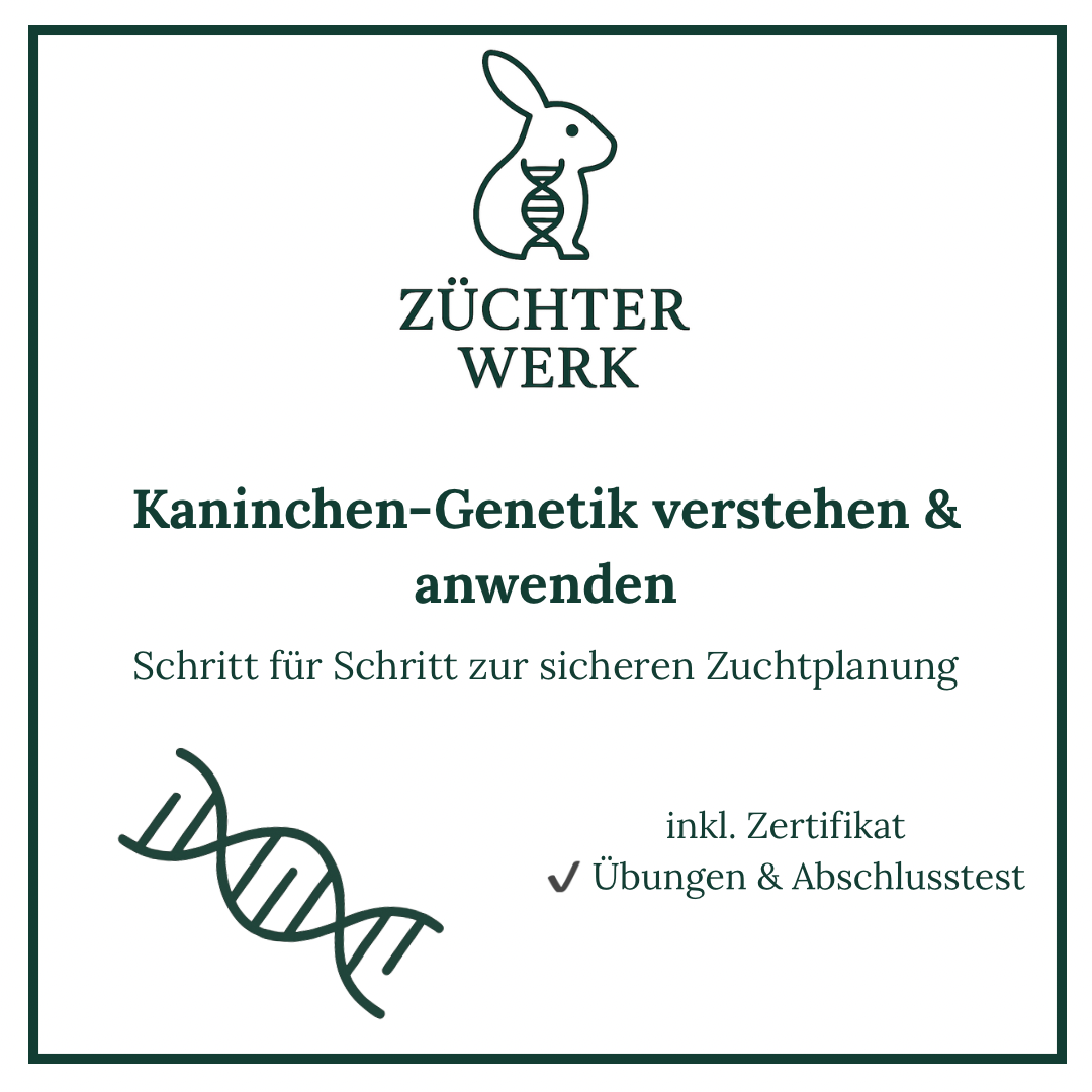 Kaninchen-Genetik verstehen & anwenden-1080x1080.png