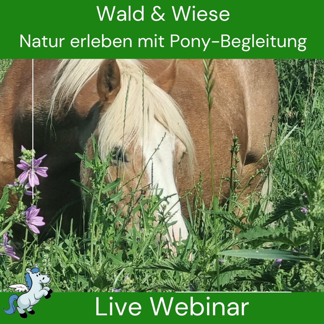 Webinar Wald -1080x1080.png