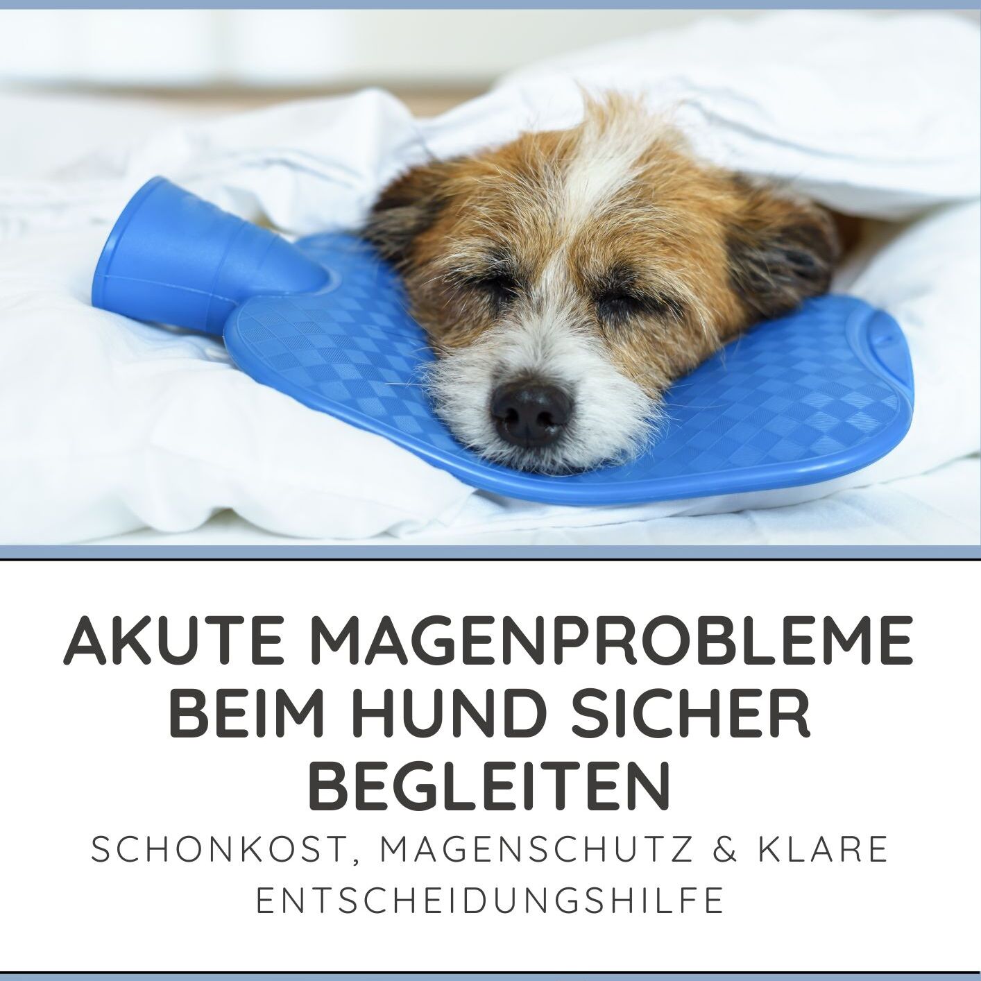 Titelbild_Akute Magenprobleme beim Hund sicher begleiten-1414x1414.jpg