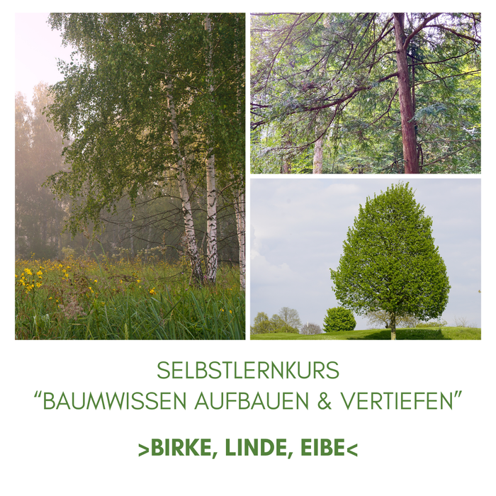 Baumwissen Birke, Linde und Eibe | ablefy