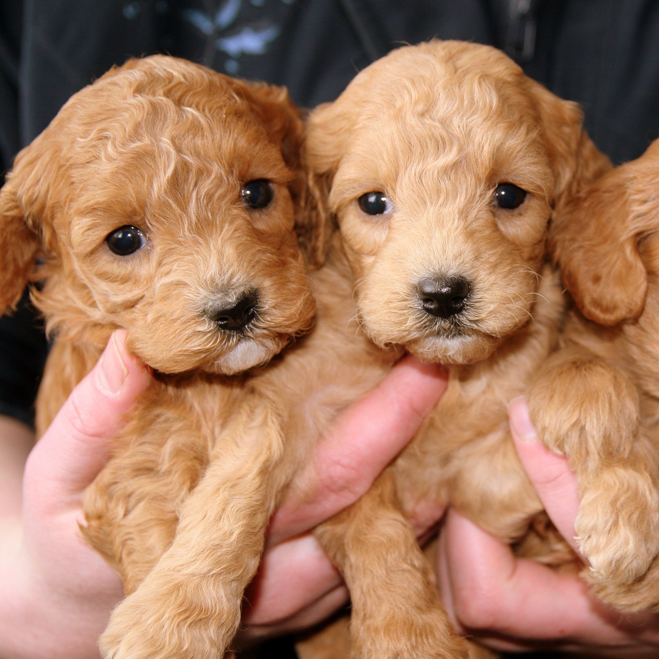 „Zwei goldfarbene, lockige Welpen (Doodle oder Cockapoo), die hochelegant und behutsam in zwei Händen gehalten werden. Ihre n