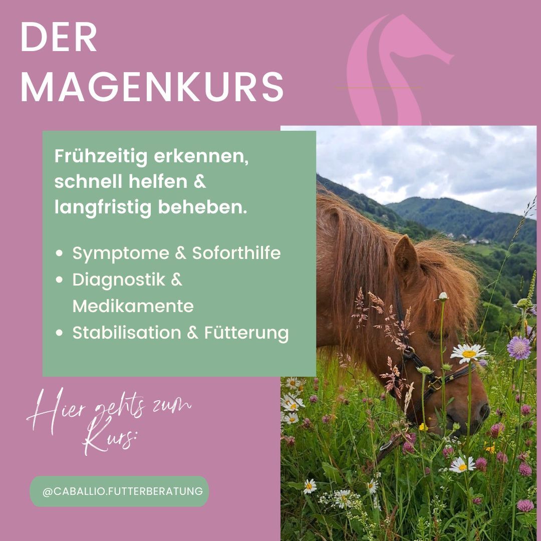 Magen&Muskel Quadratisch (2)-1080x1080.jpg