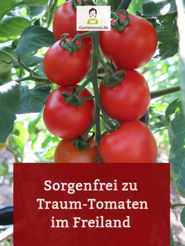 OnlineKurs zu TraumTomaten im Freiland gartenmoni elopage