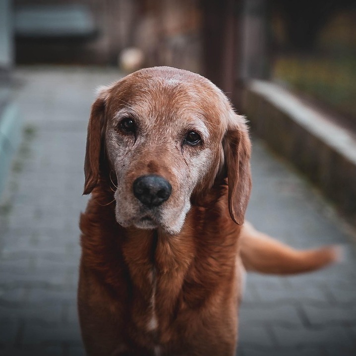 alter hund-718x718.jpg