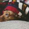 Bauchschmerzen und Verdauungsbeschwerden beim Hund
