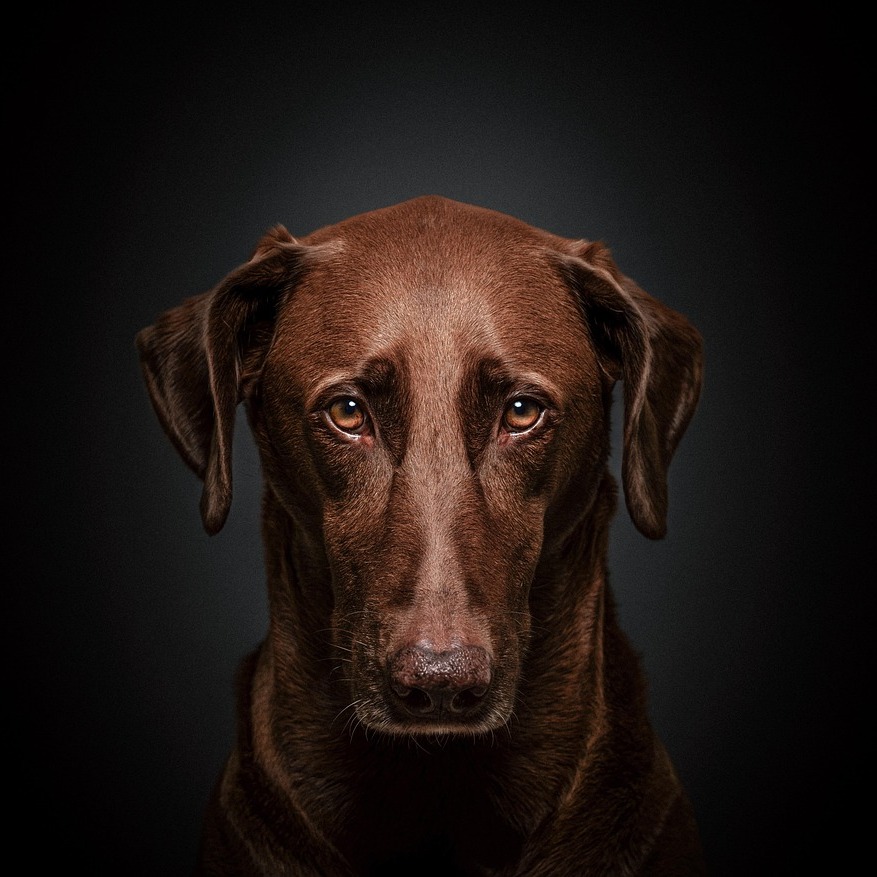 Verdauungsbeschwerden beim Hund 