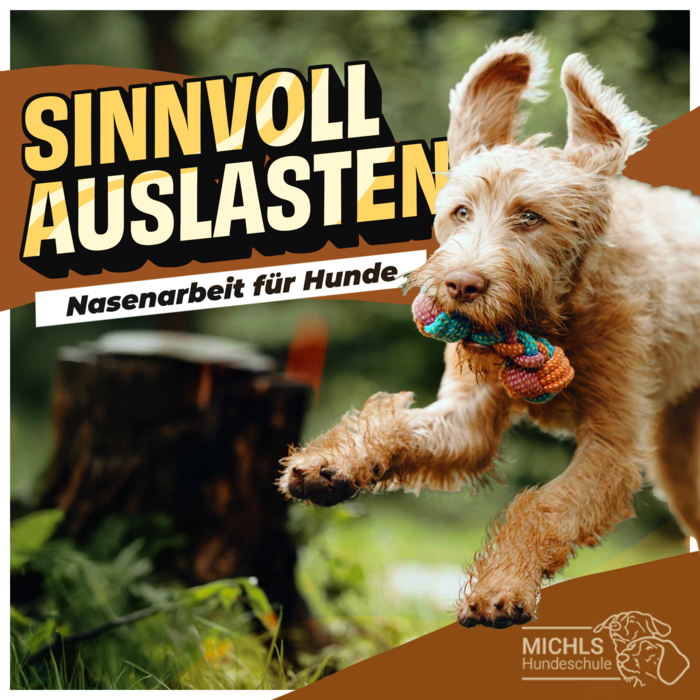 Sinnvoll Auslasten Nasenarbeit Hunde Kurs
