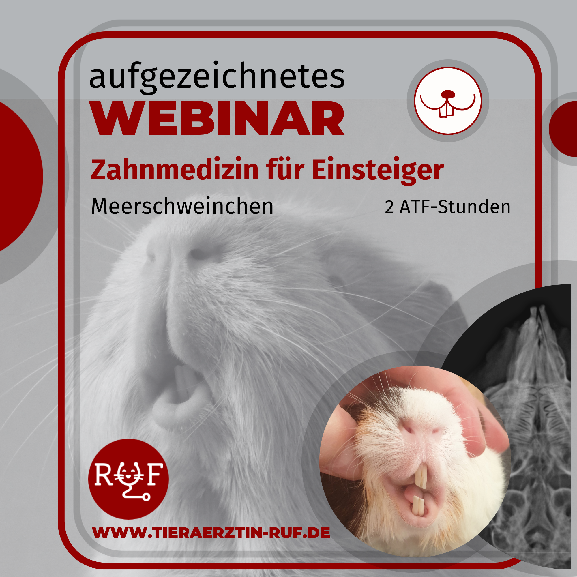 Aufzeichnungen cover 26 zähne meerschweinchen-2000x2000.png