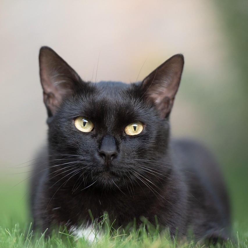Durchfall Katze-853x853.jpg