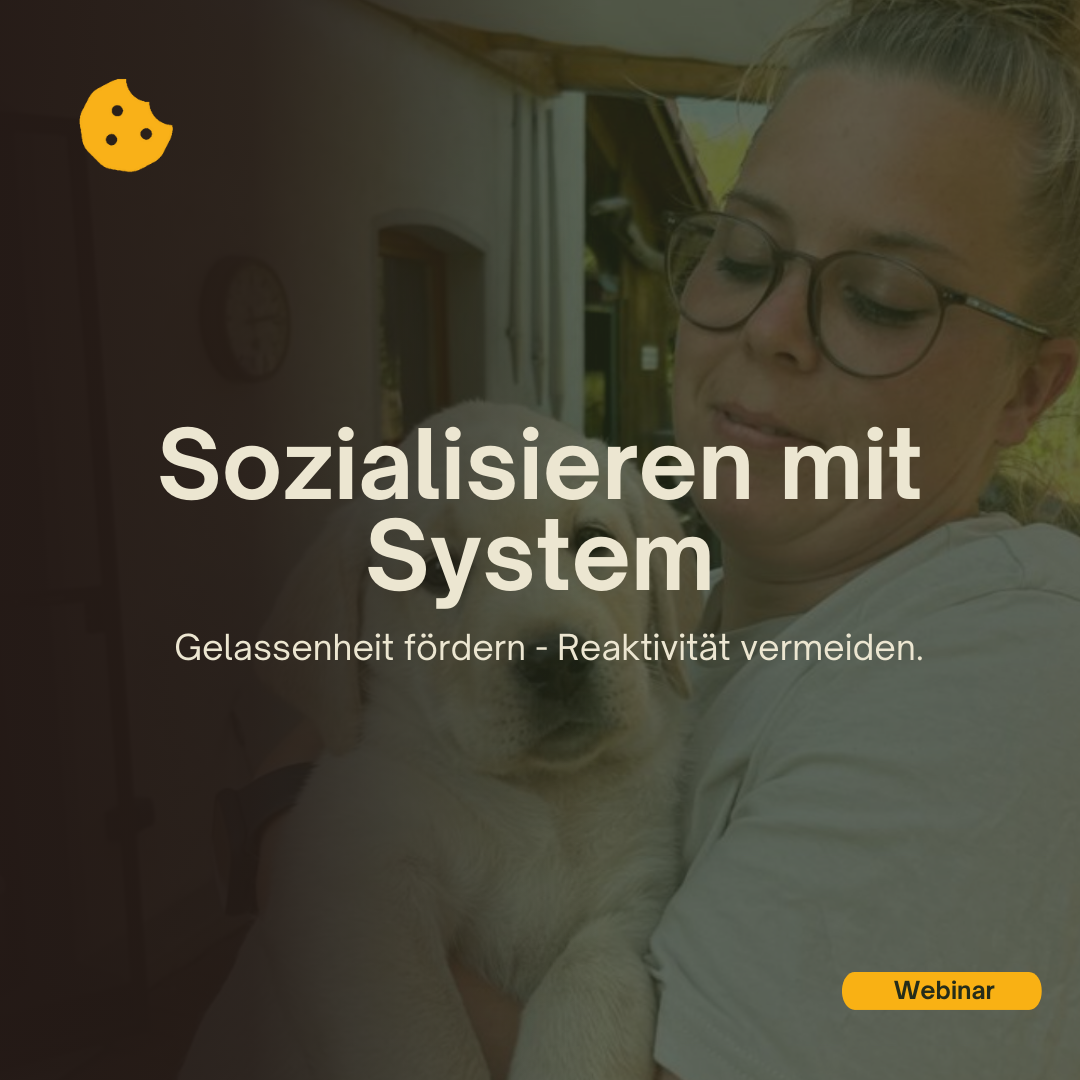 Sozialisieren mit System; Gelassenheit fördern - Reaktivität vermeiden. Webinar