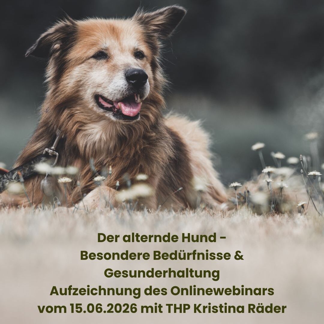 Der alternde Hund - Besondere Bedürfnisse & Gesunderhaltung Aufzeichnung des Onlinewebinars vom 15.06.2026 mit THP Kristina Räder-1080x1080.jpg