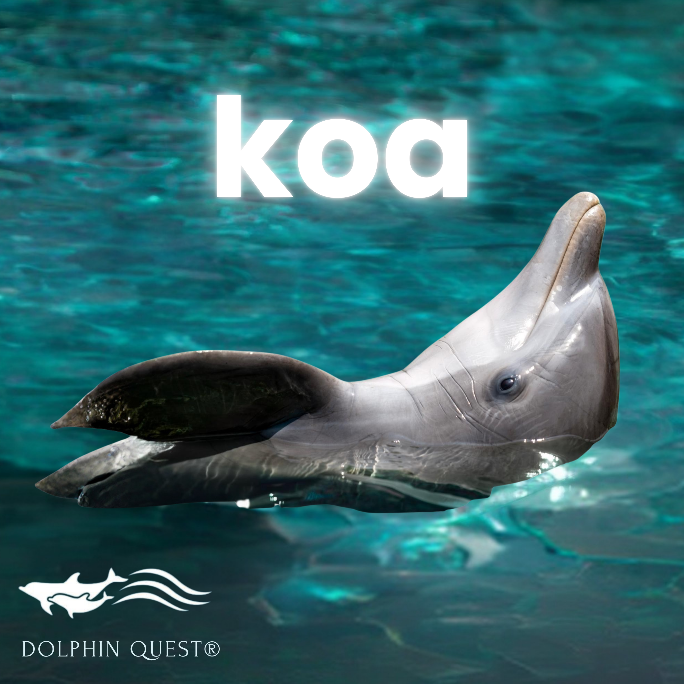 koa (851 x 851 px)-2659x2659.png