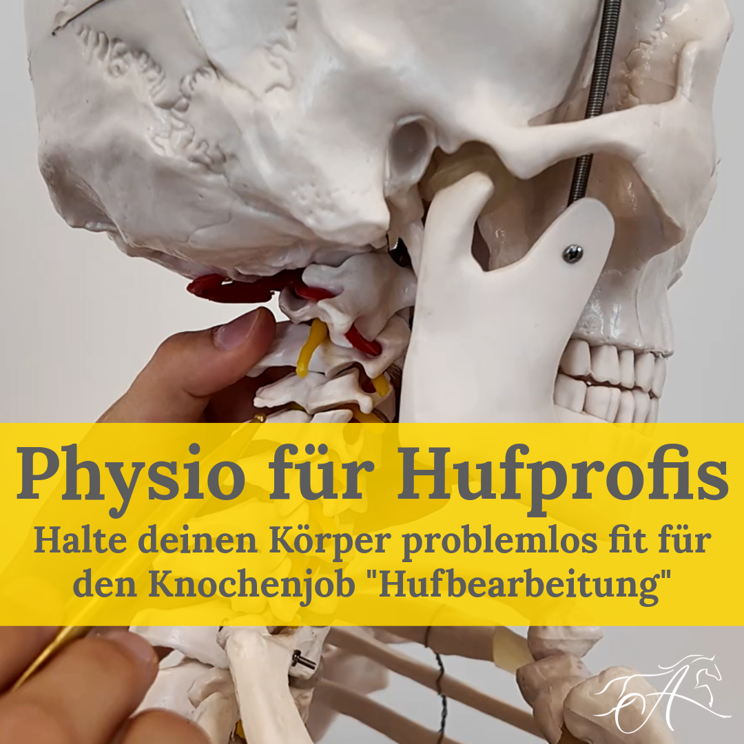 514841_physio-hufprofis_cover-1080x1080.png