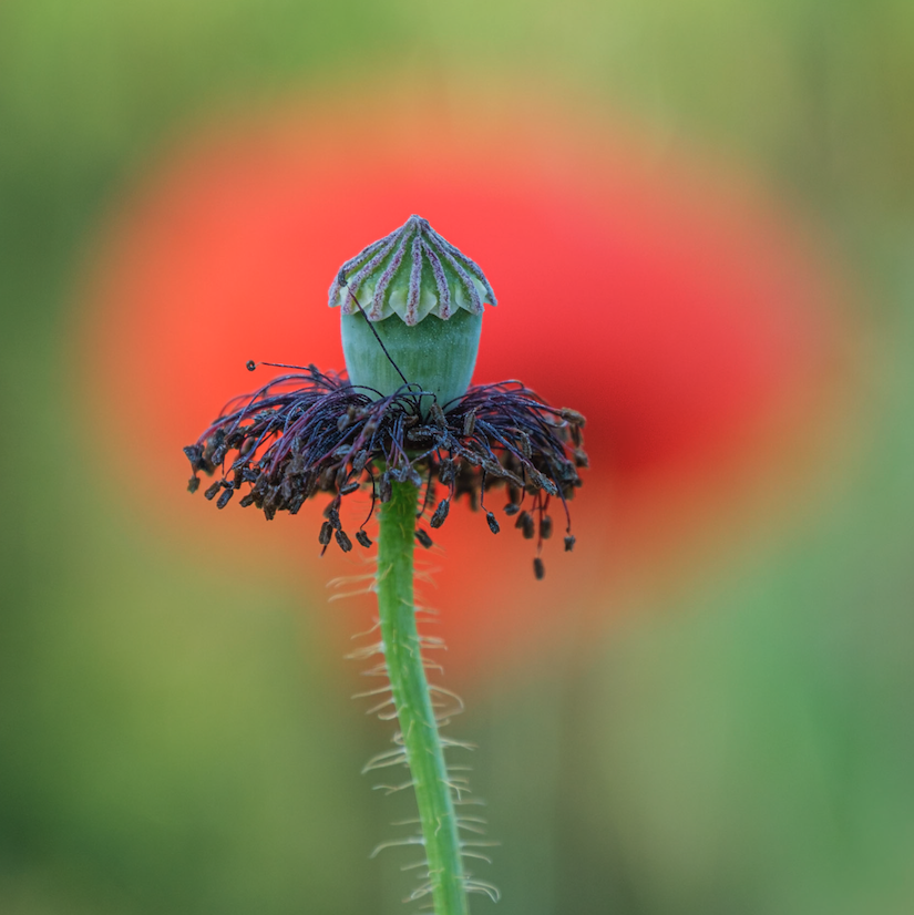 Bildschirmfoto 2025-07-09 um 17.30.49-826x826.png