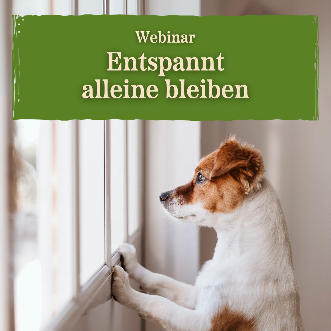 Webinar Entspannt alleine Bleiben - Hund schaut seinem Menschen aus dem Fenster hinterher