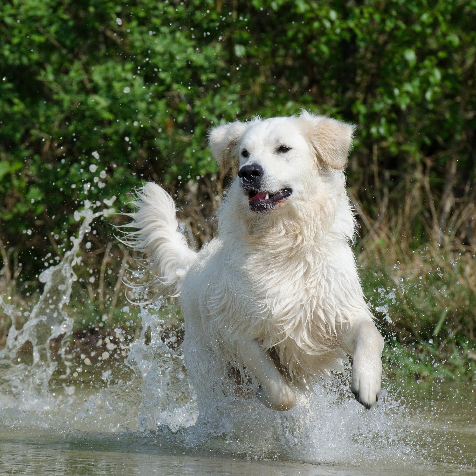 Sommerhund-1835x1835.jpg