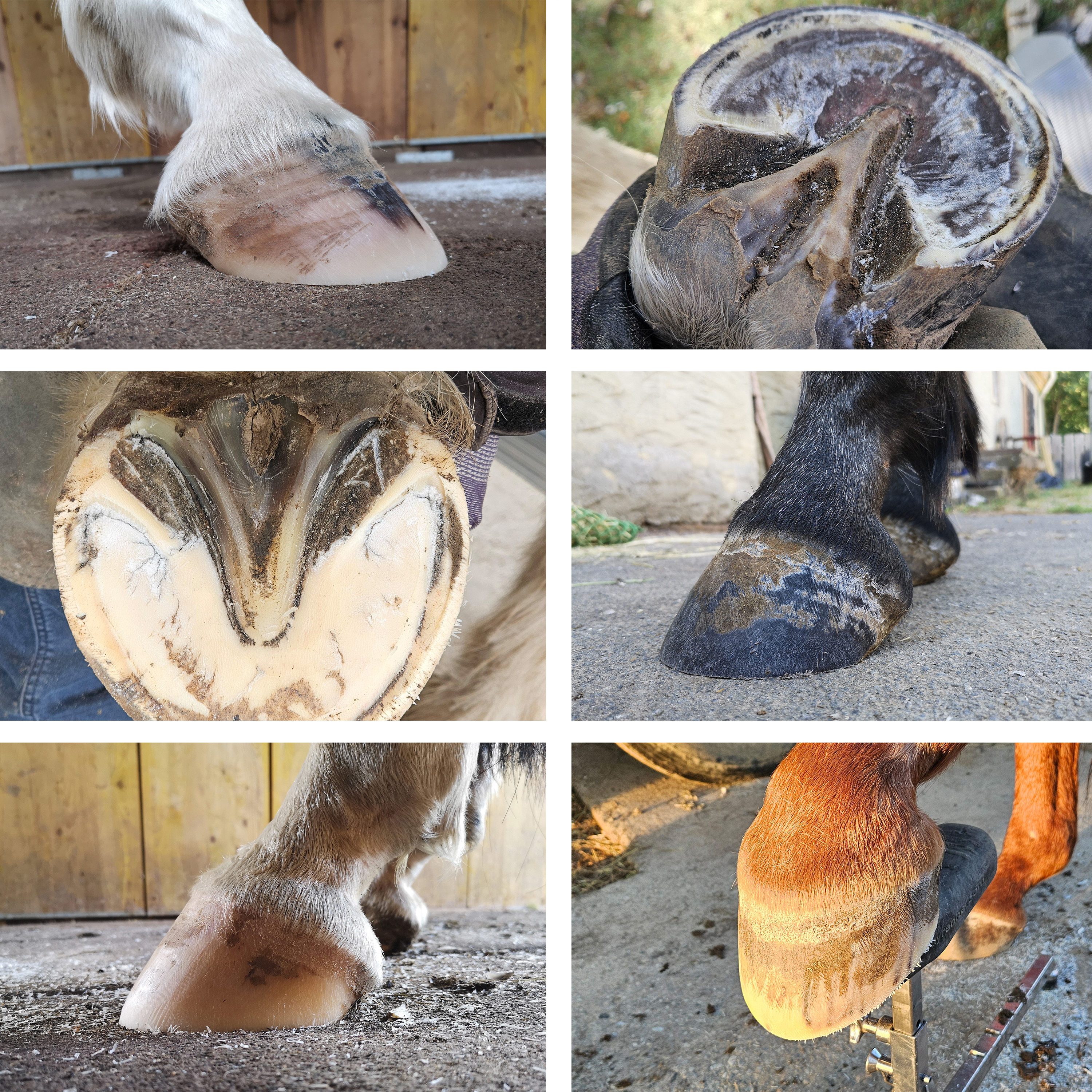 Titelbild Online-Kurs Vitale Hufe