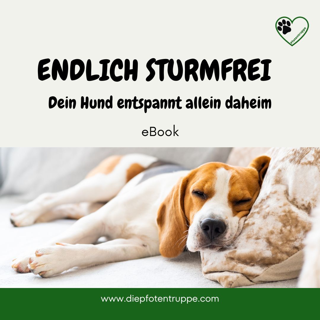 Entspannter Jahreswechsel mit Hund-3-1080x1080.jpg