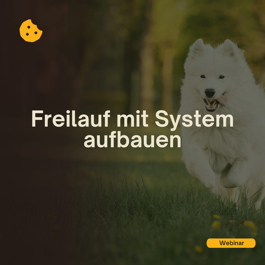 Freilauf mit System aufbauen Webinar