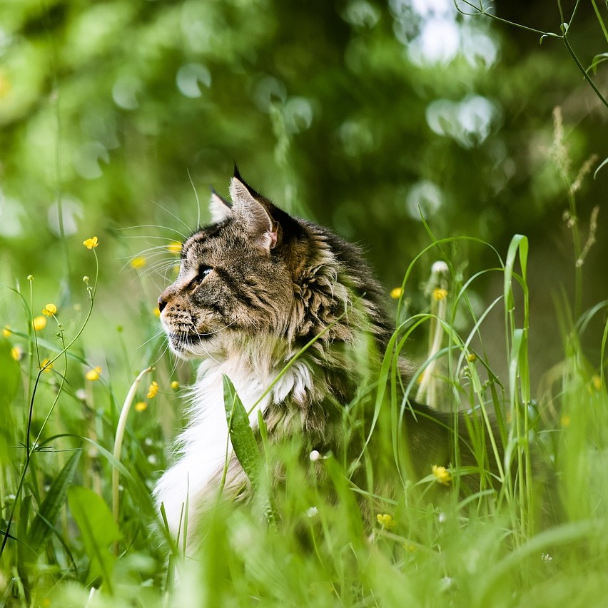 Katze Tatort Futternapf-852x852.jpg