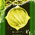 digital-icon